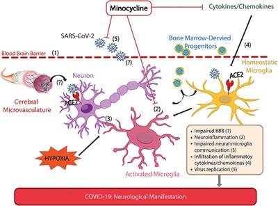 Would Repurposing Minocycline Alleviate Neurologic Manifestations of COVID-19?